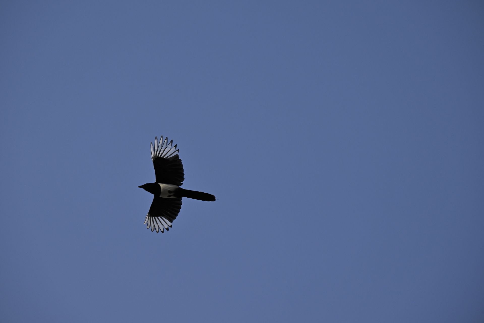 フィンランドの鳥