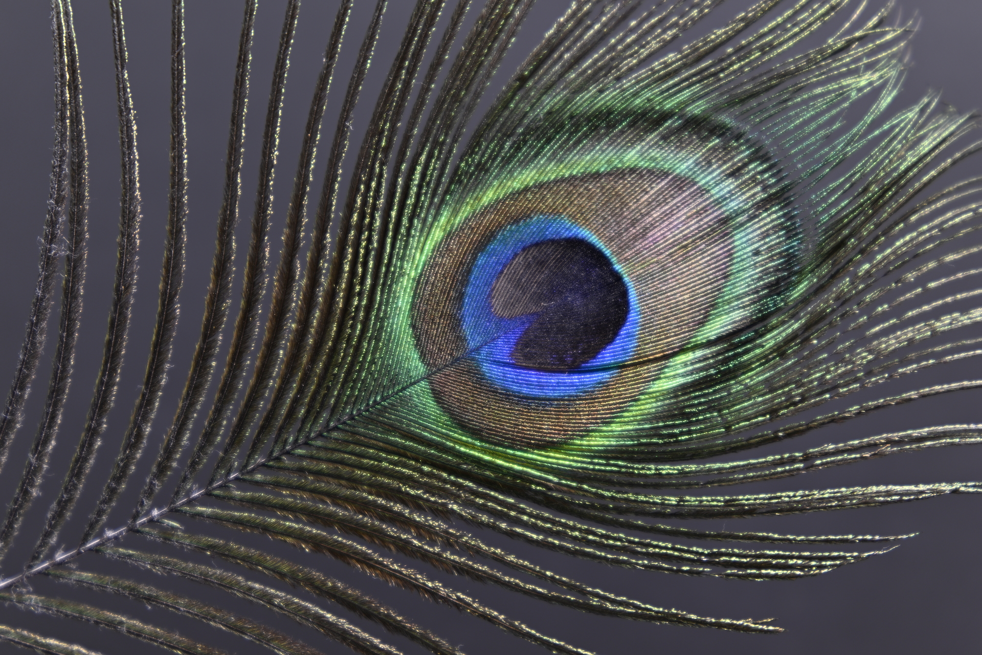 Z9_GF35-70_70mm_f/5.6