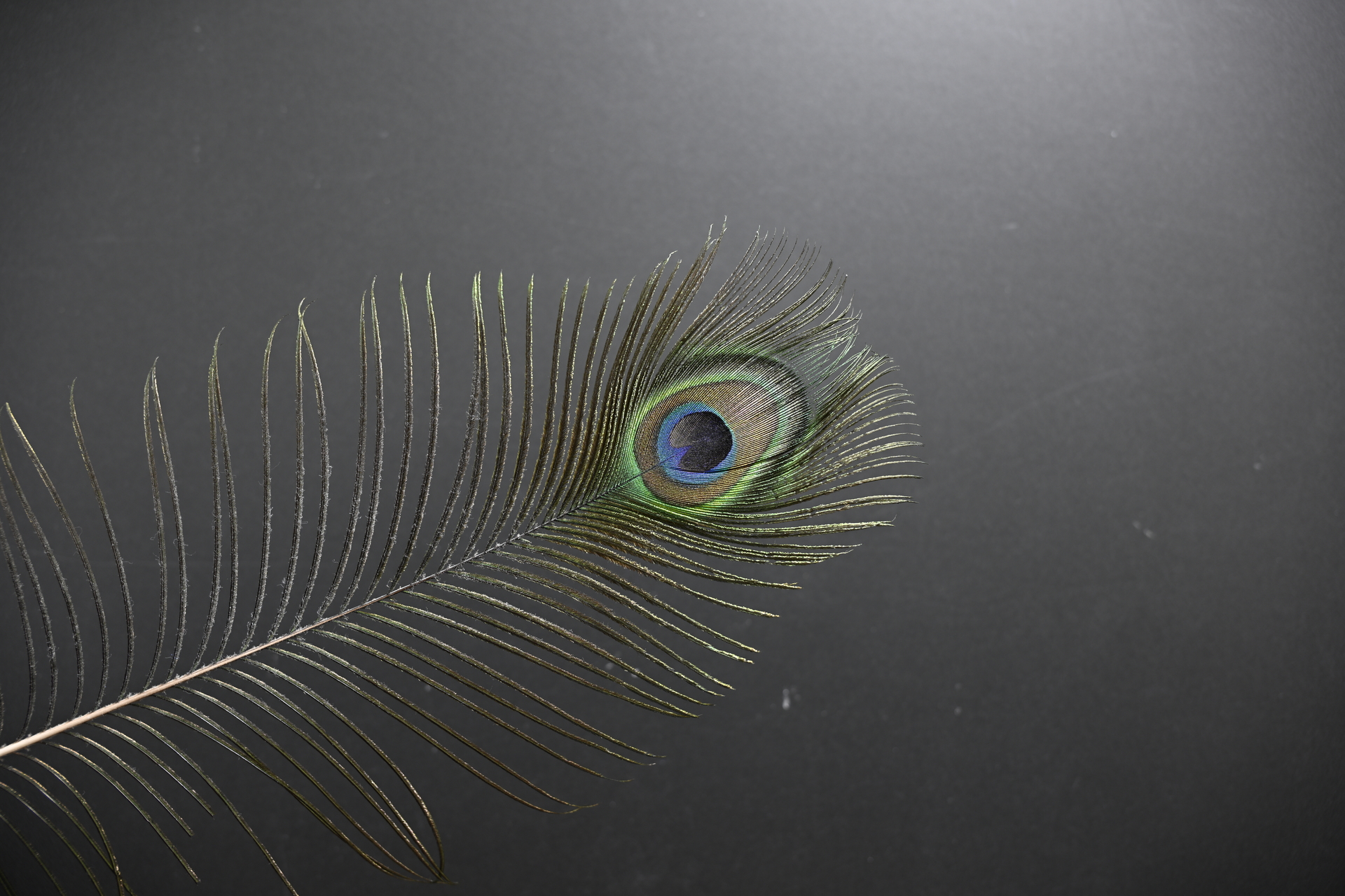 Z9_Z24-120_24mm_f/4.0