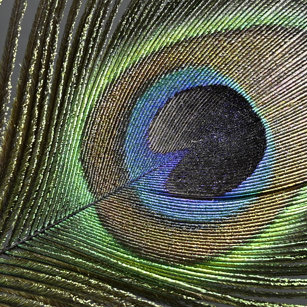 Z9_Z24-120_24mm_f/4.0