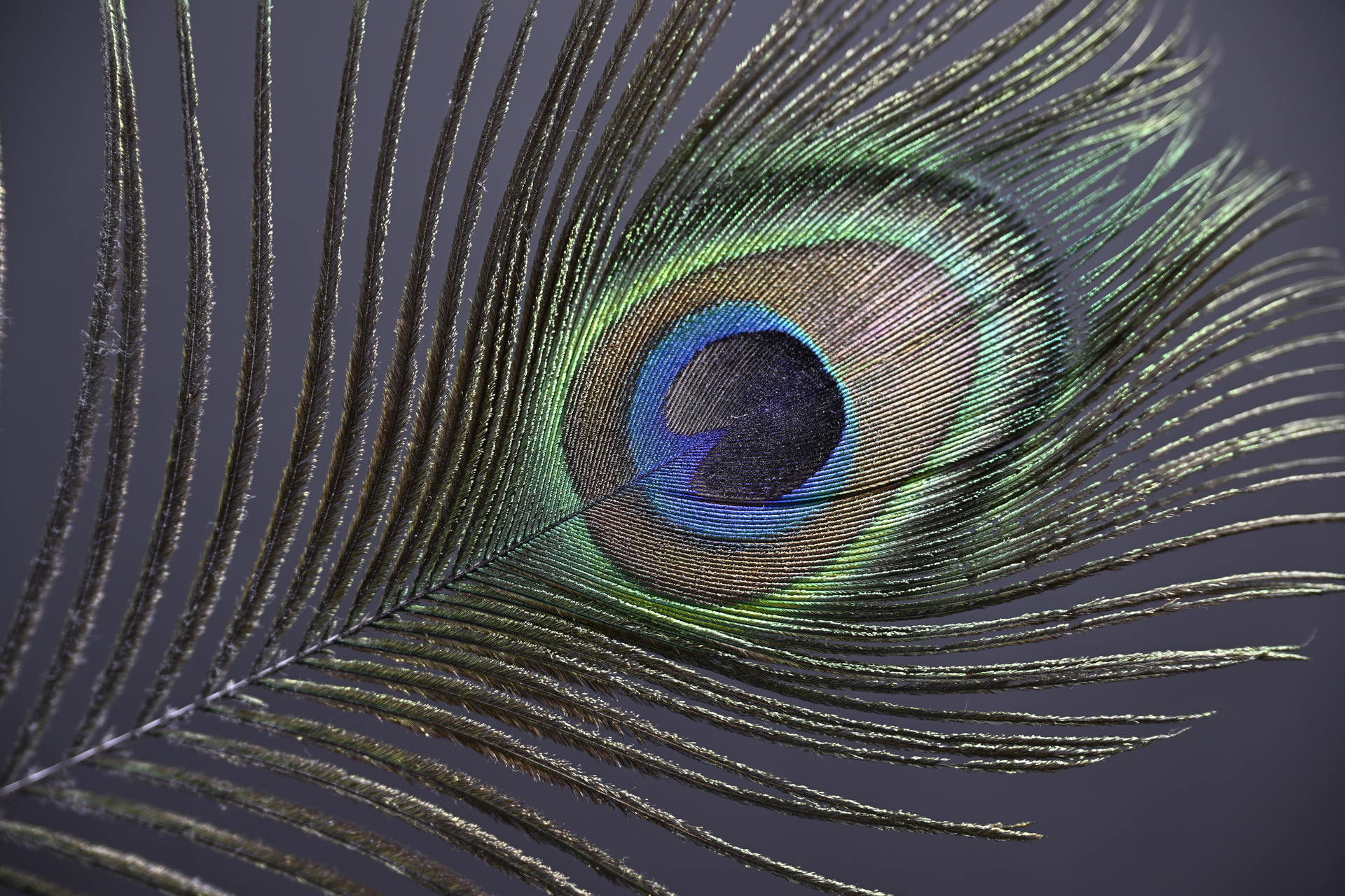 Z9_Z24-120_70mm_f/4.0