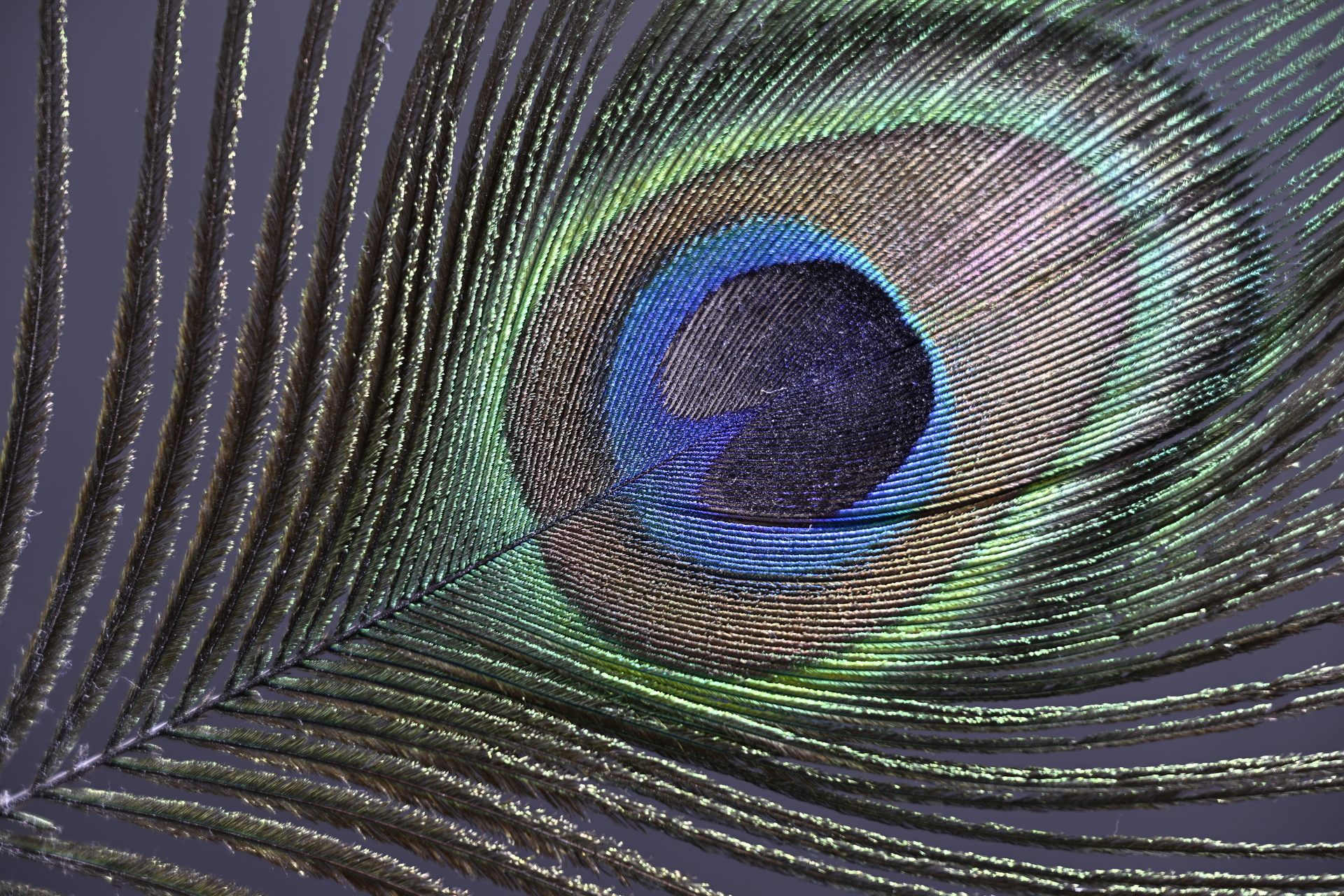 Z9_Z24-120_120mm_f/5.6