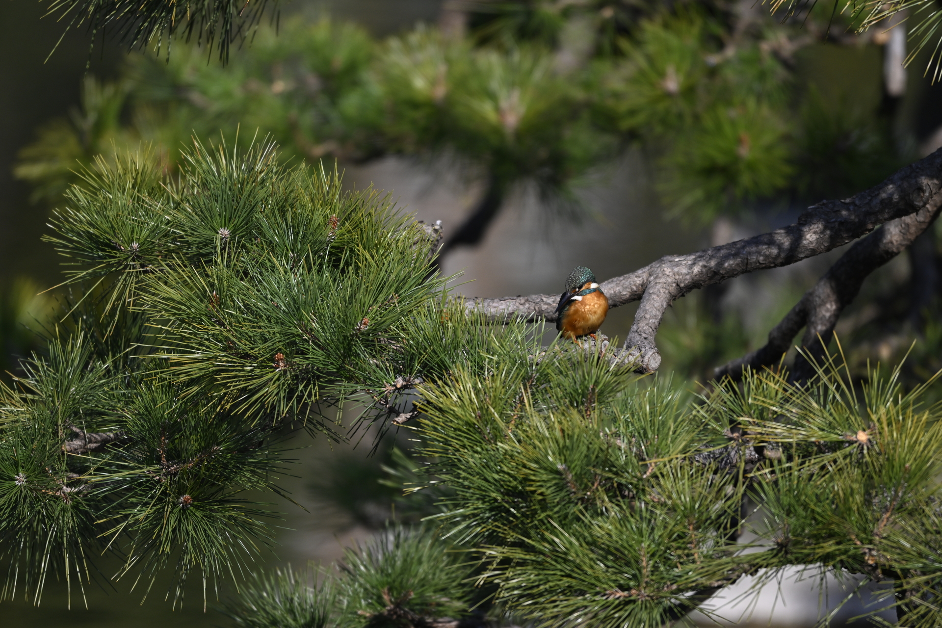 カワセミと青反射
